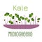 Microgreens Kale. Sprouts in a bowl. Sprouting seeds of a plant. Vitamin supplement, vegan food.