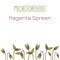 Microgreens Magenta Spreen. Seed packaging design. Sprouting seeds of a plant