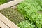 Microgreens, microgreen. greens, seedlings