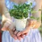 Microgreens, microgreen. greens, seedlings