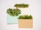 Microgreens, microgreen. greens, seedlings