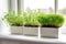 microgreens in a minimalist white windowsill setup