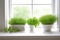 microgreens in a minimalist white windowsill setup