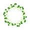Microgreens Mizuna. Arranged in a circle. White background