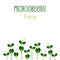 Microgreens Pea. Seed packaging design. Sprouting seeds of a plant