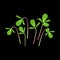 Microgreens Purslane. Bunch of plants. Black background