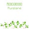 Microgreens Purslane. Seed packaging design. Sprouting seeds of a plant