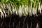 Microgreens with roots, close up. Sprouted peas. Ecological cultivation of greens.