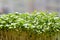 Microgreens shoots, arugula sprouts on blurred background
