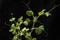 microgreens - shoots and leaves. Healthy eating. Dark background.