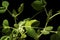 microgreens - shoots and leaves. Healthy eating. Dark background.