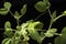 microgreens - shoots and leaves. Healthy eating. Dark background.