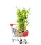 Microgreens in shopping cart isolated on white. micro greens for sale
