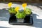 Microgreens. Sprouted coriander,  arugula and rutabaga seeds in black pots. Young seedlings, seed germination at home. Vegan,