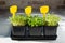 Microgreens. Sprouted coriander,  arugula and rutabaga seeds in black pots. Young seedlings, seed germination at home. Vegan,