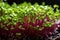 Microgreens sprouts - healthy and fresh. Concept of home gardening and growing greenery indoors