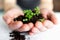 Microgreens sprouts in your hands. Vegan micro-shoots of greens. The concept of healthy eating. Sprouted green seeds, microgreen,