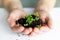 Microgreens sprouts in your hands. Vegan micro-shoots of greens. The concept of healthy eating. Sprouted green seeds, microgreen,