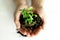 Microgreens sprouts in your hands. Vegan micro-shoots of greens. The concept of healthy eating. Sprouted green seeds, microgreen,