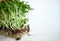 Microgreens sunflower on white background, Vegan micro sunflower greens shoots