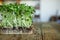 Microgreens sunflower on wooden background, Vegan micro sunflower greens shoots