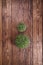 Microgreens in three round containers on wooden table, top view. Sprouts, microgreens, healthy eating concept. Science