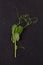 Microgreens. Tiny pea leaf on black background. Top view