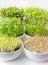 Microgreens in white bowls, vertical, closeup