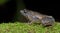 Microhyla berdmorei, Beautiful Frog, Frog on moss tree
