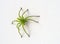 Micrommata virescens green huntsman spider