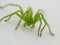 Micrommata virescens green huntsman spider