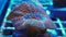Micromussa brain coral polyps