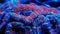 Micromussa brain coral polyps