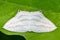 Micronia Aculeata white moth