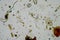 microorganisms and soil biology, with nematodes and fungi under the microscope. in a soil and compost sample