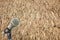 Microphone on a stand with blurred dried leaves of the cogon gra