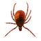 Microphoto of a Tick Ixodes Ricinus