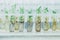 Microplants of cloned willows Salix in test tubes with nutrient medium. Micropropagation technology in vitro