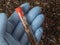 Microplastics in soil a test tube with soil sample