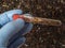 Microplastics in soil a test tube with soil sample