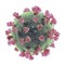 Microscope coronavirus flu strain close up on white background