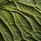 A microscope view of intricate cellular structures in a leaf, revealing the wonders of plant biology1