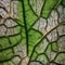 A microscope view of intricate cellular structures in a leaf, revealing the wonders of plant biology4