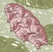 Microscopic animal tardigrade waterbear underwater