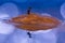 Microscopic Exploration: Lonely Ant on Floating Walnut Shell - Microscopic Adventure on an Island