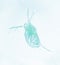 Microscopic image of zooplankton Flea Daphnia