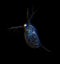 Microscopic image of zooplankton Water Flea Daphnia