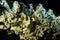 Microscopic lichen Lichenes with recesses Apothecia Apothecium. Symbiosis of algae or cyanobacteria and fungi