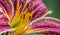 Microscopic Marvel: A Close-up View of a Lily\\\'s Stamen. Flower background