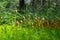 Microscopic moss Sporophyte Calyptra of Polytrichum commune